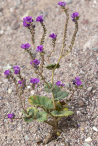 Depositphotos_103629216_L 1 | Change My Relationship Desert plant with bright purple flowers on slender stems growing in rocky soil.